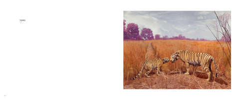Ein ausgewachsener Tiger und ein jüngerer Tiger reiben ihre Köpfe zärtlich aneinander in einer weiten, trockenen Savannenlandschaft mit hohem, orangefarbenem Gras und lila Bäumen im Hintergrund.
