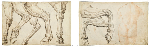 Zwei anatomische Studien auf vergilbtem Papier. Links eine detaillierte Tuschezeichnung von drei muskulösen Pferdebeinen in verschiedenen Haltungen. Rechts eine weitere Tuschezeichnung eines angewinkelten Pferdebeins neben einer Rötelzeichnung eines männlichen Torsos von hinten.