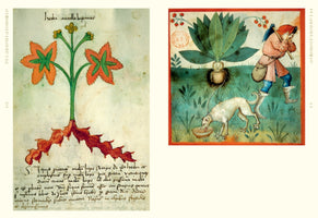 Zwei mittelalterliche botanische Illustrationen nebeneinander. Links eine Pflanze mit sternförmigen, orangen Blättern und roter Wurzel über einem lateinischen Text. Rechts die mythische Ernte einer Alraune: Ein Mann hält sich die Ohren zu, während ein Hund die menschenähnliche Wurzel aus der Erde zieht.