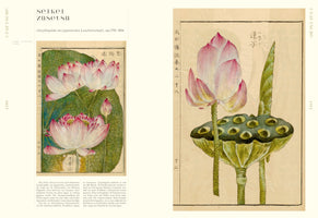 Eine Doppelseite aus der historischen japanischen Enzyklopädie Seikei Zusetsu, die detaillierte botanische Illustrationen von Lotusblumen zeigt. Links sind mehrere rosa-weiße Blüten und Knospen vor einem großen grünen Blatt zu sehen. Rechts eine einzelne Blüte neben einer reifen Samenkapsel und einem gerollten Blatt.
