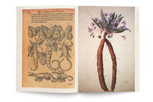 Aufgeschlagenes Buch mit zwei botanischen Abbildungen. Links ein historischer Holzschnitt von Pflanzenwurzeln, die Tieren wie einem Skorpion ähneln, umgeben von lateinischem Text. Rechts eine farbige Malerei einer Alraunenpflanze mit einer zweigeteilten, menschenähnlichen Wurzel und violetten, glockenförmigen Blüten.