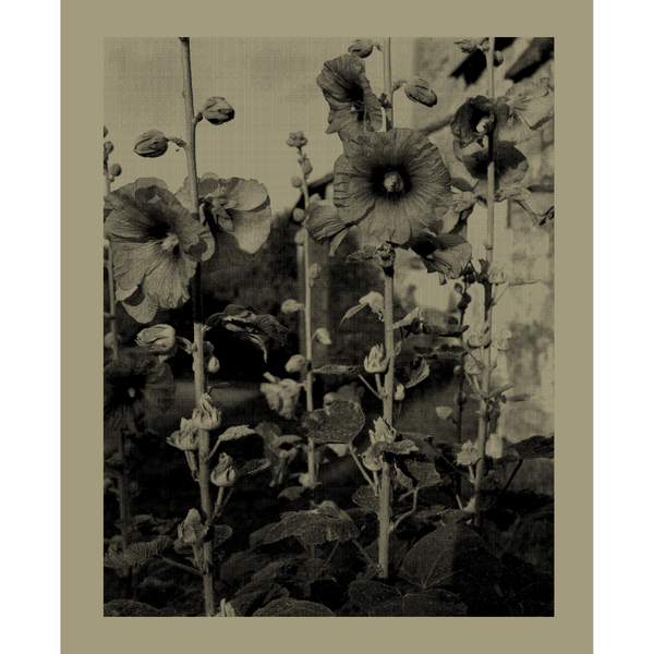 Eine gekörnte, sepiafarbene Fotografie von blühenden Stockrosen.