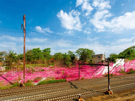 Eine Landschaftsaufnahme neben Eisenbahnschienen, bei der ein Hügel und die Vegetation mit einem leuchtend pinken, spinnwebartigen Material überzogen sind. Im Hintergrund sind Bäume, ein Gebäude und ein blauer Himmel mit weißen Wolken zu sehen.